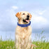 Waterproof Dog Collar Soft Rubber Dog Collar with Safety Buckle Adjustable Pet Collars for Small Medium Large Dogs...