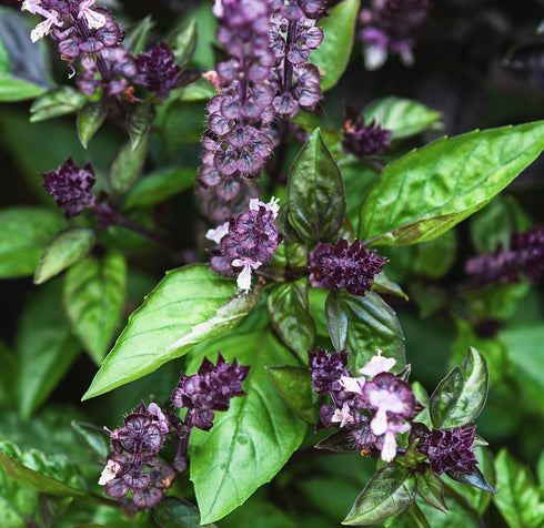 Cinnamon Basil Seeds for Planting Heirloom Non GMO Packets 750 Seeds – Plant & Grow Cinnamon Basil Indoor Hydroponics or Outdoor Gardening, Great ...