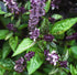 Cinnamon Basil Seeds for Planting Heirloom Non GMO Packets 750 Seeds – Plant & Grow Cinnamon Basil Indoor Hydroponics or Outdoor Gardening, Great ...