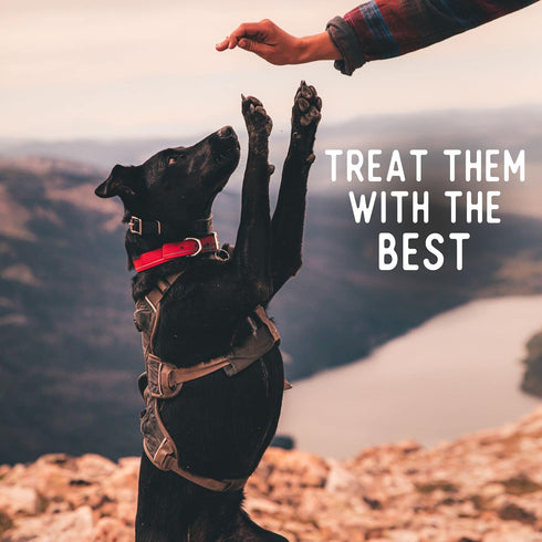 Beg & Barker Beef Chips for Dogs (8 Ounce, Pack of 1) - Single Ingredient Dog Treats Made for Large & Small Dogs Protein Human Grade Dog Treats Ma...
