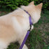 Nylon Adjustable Martingale Dog Collars,Comfort and Silky Escape Proof Training Dog Collar with Heavy Duty Metal D-Ring for Active Dogs. (Ultra Vi...