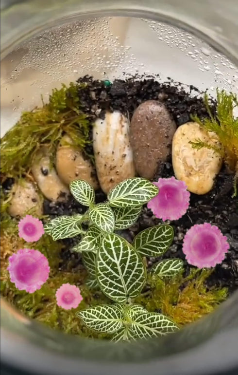 Mini Mushroom Figurines, Tiny Mushrooms Miniature Mushrooms Fairy Garden Accessories Terrarium Decor Micro Resin Mushroom Fairy Garden Decor Mushr...