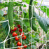 Trellis Netting, CANAGROW Heavy-Duty Garden Plant Trellis Netting for Climbing Plants, Outdoor Indoor Grow Net for Beans Tomatoes Peas Pumpkin Flo...