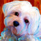 Zimal Maltese Dogs Diamond Embroidery Flower 5D DIY Diamond Painting Paket Full Round Drill Rhinestone 11.8 X 11.8 Inch...