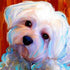 Zimal Maltese Dogs Diamond Embroidery Flower 5D DIY Diamond Painting Paket Full Round Drill Rhinestone 11.8 X 11.8 Inch...
