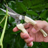 Garden Scissors for Plant, Tip Pruning Shears for Cutting Flowers, Trimming Plants, Bonsai and Fruits Picking (Straight Tip Scissors)...