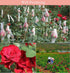 100 Grams Natural Real Red Rose Flower Petals Dried Rose Petals Real Flower Dry Red Rose Petal for Foot Bath Body Bath SPA Wedding Confetti Decora...