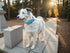 Leather Dog Collar,Heavy Duty Metal Buckle,Soft & Comfy Pet Collar,Waterproof & Odorproof,Adjustable for Custom Fit,Sky Blue,Small...