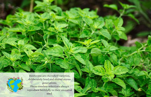 Oregano Herb Seeds - Non-GMO, Untreated, Heirloom - Ideal for Indoor & Outdoor Gardening - Essential for Authentic Culinary Seasoning - Featured i...