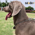 Chain Dog Training Choke Collar, SUS304, 20in, 3.0mm...