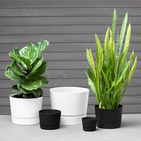 Root & Vessel Majestic Mid-Century Modern Low Profile Cylinder Pot, Matte White, 6.5"...