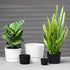 Root & Vessel Majestic Mid-Century Modern Low Profile Cylinder Pot, Matte White, 6.5"...