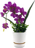 HBServices USA 8" Self Watering + Self Aerating High Drainage Deep Reservoir Round Plant Pot, Maintains Healthy Roots, for Indoor & Outdoor & Wind...