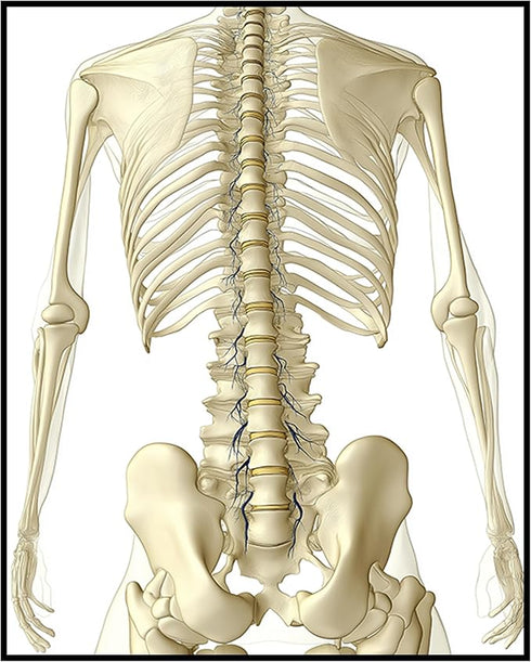 Posterizer 1 pcs-detailed anatomical illustration of the human spinal column 2-Teachers & Classrooms-Abstract & Modern Art-School and classroom ar...