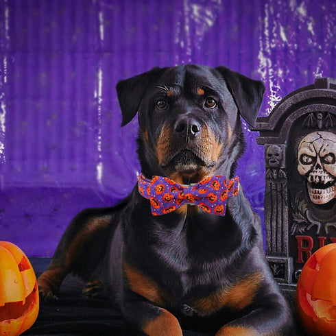 Dog Collar - Halloween Pumpkin Bowtie Dog Collar Gift Soft Bow Collar Pet Adjustable Metal Buckle Dog Collar for Large Dogs...