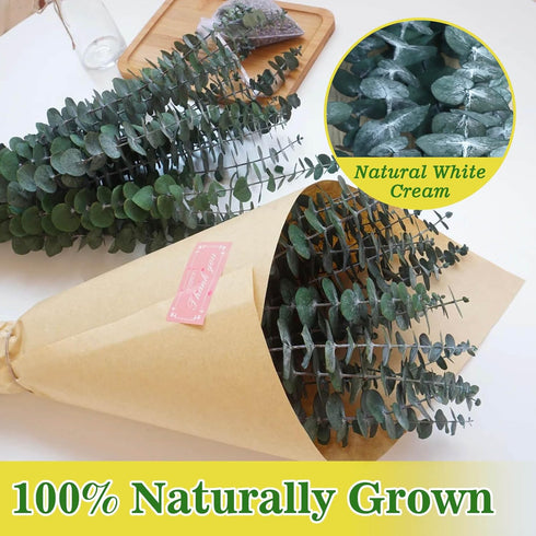 11 PCS Real Dried Eucalyptus for Shower Hanging Decor- 17'' Large Eucalyptus Stems Shower Plants from Fresh Eucalyptus Leaves for Shower, Shower S...