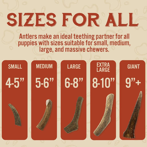 Heartland Deer Antlers for Dogs - Grade A, Naturally Shed Antlers | Dog Bones for Aggressive Chewers & Teething Puppies | Chew Toy for all Breeds ...