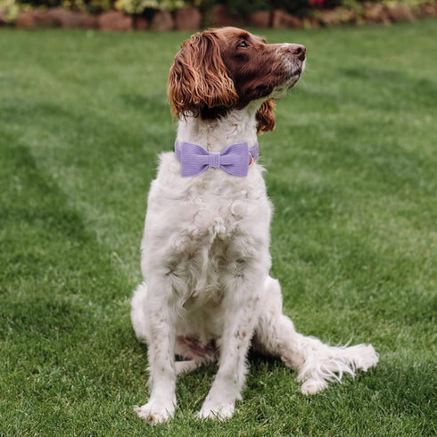 Lavender Dog Collars for Small Dog,Cute Corduroy Dog Collar with Bow Tie Safety Metal Buckle Adjustable Puppy Collars for Small Medium Large Boy&G...