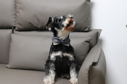 Lionet Paws Dog and Cat Collar with Bowtie Grid Dog Collar Plastic Buckle Light Adjustable Collars for Small Dogs Pets...