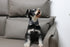 Lionet Paws Dog and Cat Collar with Bowtie Grid Dog Collar Plastic Buckle Light Adjustable Collars for Small Dogs Pets...