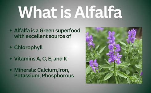 Alfalfa Plus, 1500 mg Per Serving, MD Formulated, Enhanced Bioavailability with Black Pepper, Superfood, Natural Chlorophyll Supplement, USDA Orga...