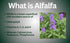 Alfalfa Plus, 1500 mg Per Serving, MD Formulated, Enhanced Bioavailability with Black Pepper, Superfood, Natural Chlorophyll Supplement, USDA Orga...