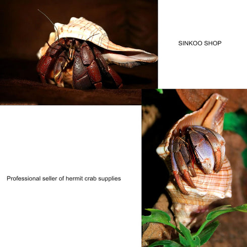 13 Pack Hermit Crab Shells with 2 Pack Food Water Bowl Growth Turbo Seashell Supplies Accessory...