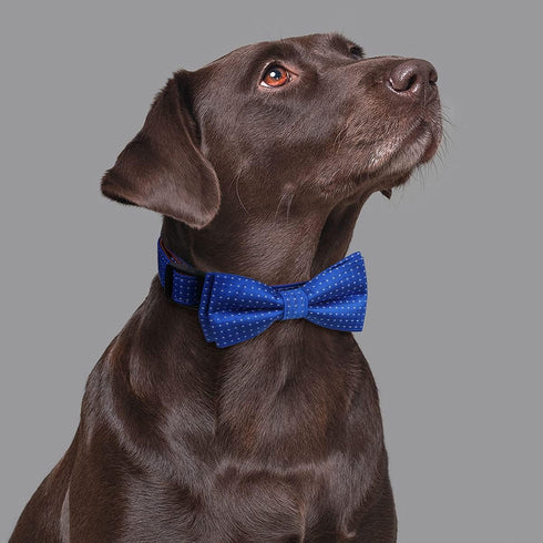 Rhea Rose Dog Collar with Bow Tie for Girl or Boy Gift Soft Durable Bowtie Blue dot Small...