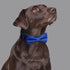 Rhea Rose Dog Collar with Bow Tie for Girl or Boy Gift Soft Durable Bowtie Blue dot Small...