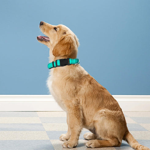 Reflective Dog Collar, Adjustable Soft Neoprene Padded Nylon Pet Collars with Buckle for Puppy and Small Dogs, Cats, Teal,XS...