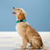 Reflective Dog Collar, Adjustable Soft Neoprene Padded Nylon Pet Collars with Buckle for Puppy and Small Dogs, Cats, Teal,XS...