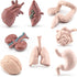 8 Piece Mini Human Organ Set Mini Human Body Model for Kids Mini Body Parts Sets 3D Human Anatomy Model Anatomy and Physiology Study Tools Student...