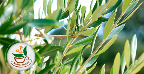 Olive Leaf Tea Loose Leaf – 8 oz Olive Tea – Olive Tea Leaf – Olive Leaf Tea Bulk – Olive Leaf Whole – Caffeine Free – Loose Leaf Herbal Tea - Oli...