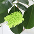 JEBBLAS Reusable Duster Refill Microfiber Duster Head for Name Brand Handle, 360 Heavy Duty Dusters Refills, Green, 4 Pack(Handle is Not Included)...