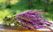 Seeds Sage (Salvia Officinalis) Non GMO Heirloom...
