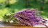 Seeds Sage (Salvia Officinalis) Non GMO Heirloom...