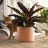 Bloem Mathers Planter w/Saucer Tray 6" Muted Terra Cotta...