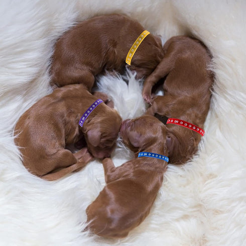 Newborn Puppy Collars, 12 Pcs Whelping Collars for Newborn Puppies Collars for Litter, Adjustable Super Soft Nylon Newborn Dog Identification Band...
