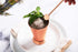 Sol Living Mint Julep Cups Set of 4, 12 oz Stainless Steel Lining Copper Cups Handcrafted Kentucky Derby Cups Barware Set for Cocktails Mixed Drin...