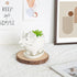 Adorable Ceramic Dinosaur Succulent Planter with Drainage for Home Decor,Animal Plant Pot, White Ceramic Triceratop Cactus/Flower Container (Trice...
