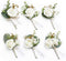Ling's Moment Boutonniere for Men, 6pcs Groom Groomsmen Boutonniere, Artificial Flowers for Wedding Decor/Prom/Homecoming, etc.White Baby Breath I...