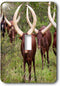 3dRose lsp_188842_1 watusi Cattle, Mbarara, Ankole, Uganda Toggle Switch...