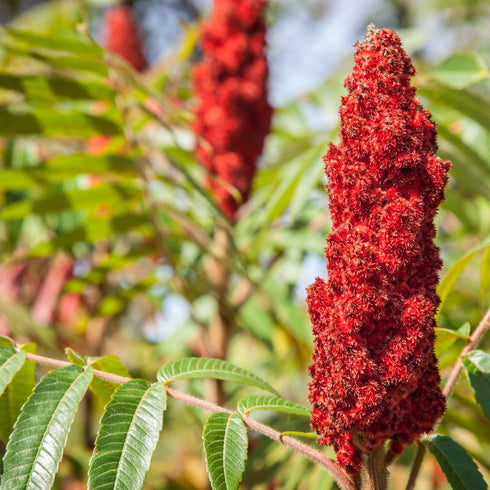 GranAroma Ground Sumac, 8.9 oz, Middle Eastern Cuisine, Tart Flavor...