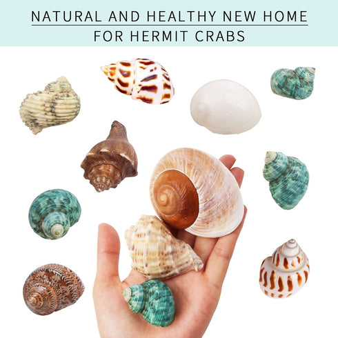 Hermit Crab Shells Medium and Large - 12PCS Growth Turbo Seashells Size 1.4"-3.2" for Small Medium and Large Crabs - Saltwater Hermit Crab Supplie...
