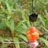 Ant Moat Hook for Hummingbird Feeders|Extra Large Capacity Ant_ Trap for Outdoor Yard Hanging Feeders, Flower Shape Hummingbird Feeder Insect_Guar...