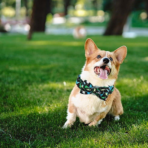 Dog Collar Dinosaur Print Pet Collar Soft Cute Dog Collar with Bow Tie Adjustable Metal Buckle Collar Gift Collar for Small Dogs...
