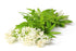 Health Embassy Sweet Woodruff Herb | Galium Odoratum L | Herbal Tea (50g)...
