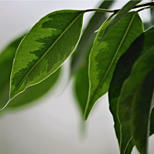 Professional Liquid Fiddle Leaf Fig Plant Fertilizer | 3-1-2 Concentrate for House Plants | Multi-Purpose Blend & Gardening Supplies | 8 oz Bottle...
