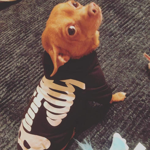 Halloween Pet Dog Cat Skull Hoodies Glowing Skeleton Bones Costume Outfit for Dogs Cats (L)...