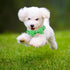 Dog Collar Green Gooses Dog Collar Pet Collar Dog Summer Collar Holiday Dog Collar Girl or Boy Pet Dog Collar Adjustable Dog Collar for Small Dogs...